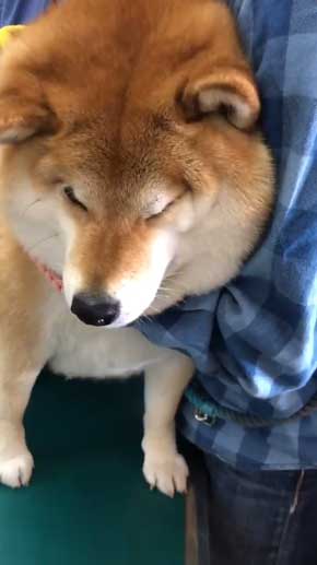 病院 注射 柴犬 ハナ まだ打ってない 怖がる