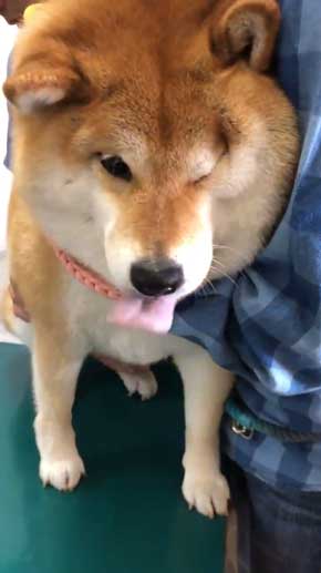 病院 注射 柴犬 ハナ まだ打ってない 怖がる