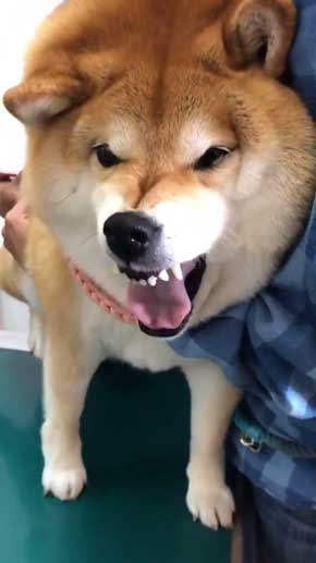 病院 注射 柴犬 ハナ まだ打ってない 怖がる
