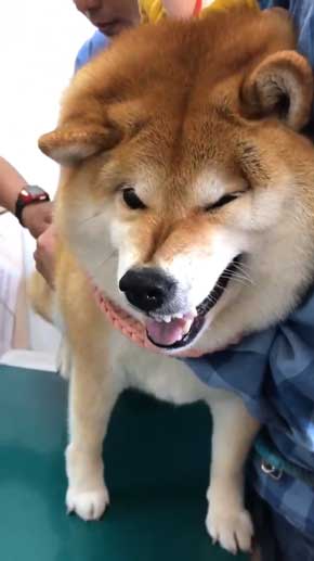 病院 注射 柴犬 ハナ まだ打ってない 怖がる