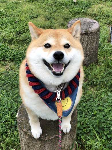 病院 注射 柴犬 ハナ まだ打ってない 怖がる