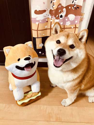 病院 注射 柴犬 ハナ まだ打ってない 怖がる