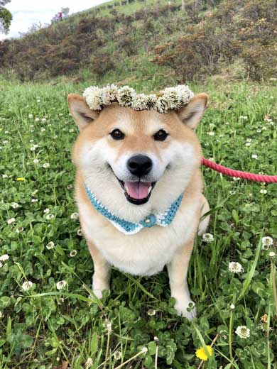 病院 注射 柴犬 ハナ まだ打ってない 怖がる