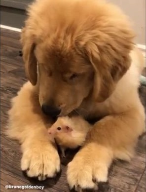 ワンコとハムちゃん