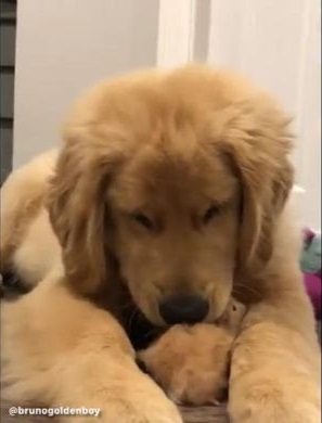 ワンコとハムちゃん