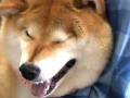 犬「イ゛ヤあああ」→ 先生「まだ打ってませーん」　注射を頑張る柴犬ハナちゃんの姿が応援したくなるかわいさ