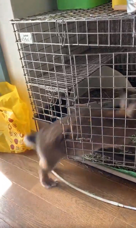 かぷちゃん ケージに戻る
