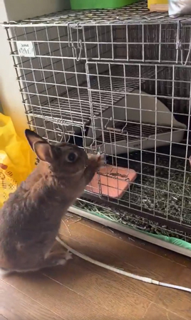 かぷちゃん 立ち上がる