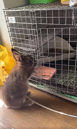 かぷちゃん 扉を引く