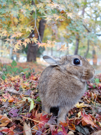 かぷちゃん 落ち葉