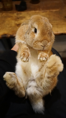 ちゃめくん お腹