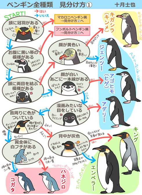 ペンギン 全種類 見分け方 イラスト 十月士也 選択