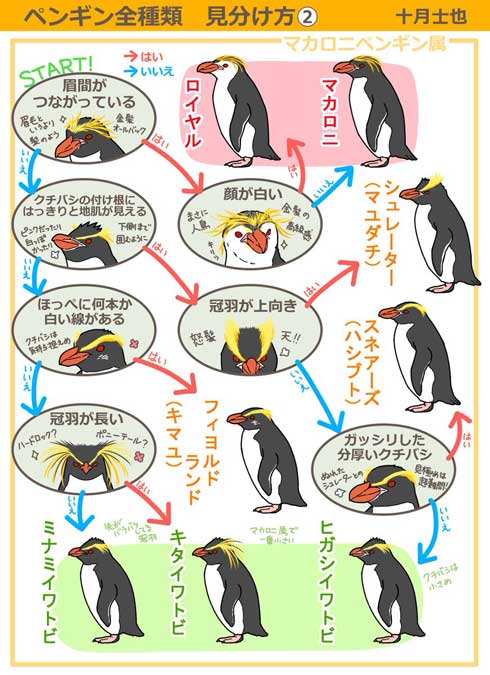 ペンギン 全種類 見分け方 イラスト 十月士也 選択