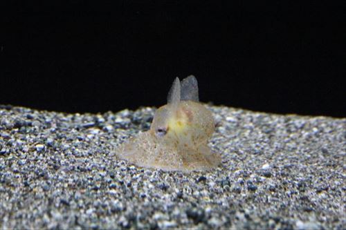 静岡・沼津港深海水族館でメンダコが孵化 水槽内での孵化は世界