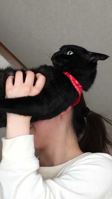 猫かどうか怪しくなってきた 黒猫 真っすぐ 体 横 背筋 伸ばす