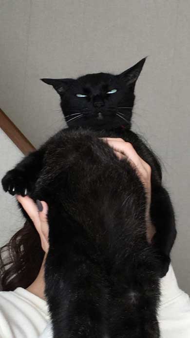 猫かどうか怪しくなってきた 黒猫 真っすぐ 体 横 背筋 伸ばす