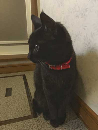 猫かどうか怪しくなってきた 黒猫 真っすぐ 体 横 背筋 伸ばす