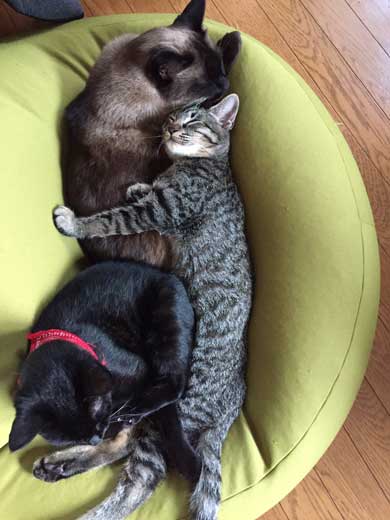 猫かどうか怪しくなってきた 黒猫 真っすぐ 体 横 背筋 伸ばす