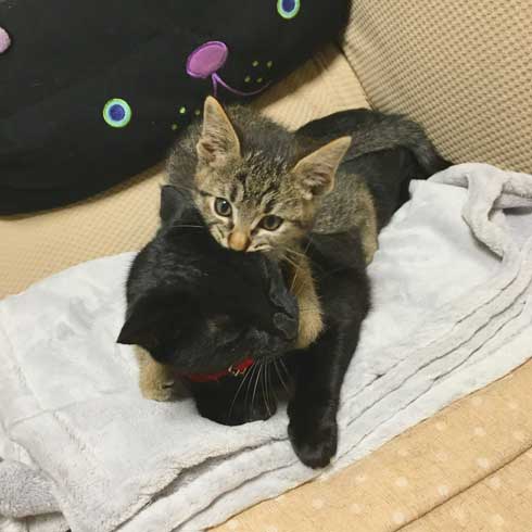 猫かどうか怪しくなってきた 黒猫 真っすぐ 体 横 背筋 伸ばす