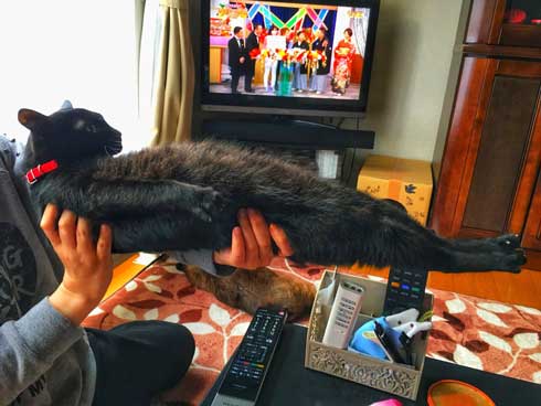 猫かどうか怪しくなってきた 黒猫 真っすぐ 体 横 背筋 伸ばす