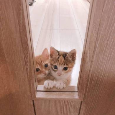 のぞきこむ 子猫