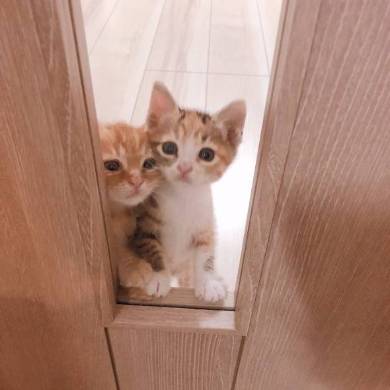 のぞきこむ 子猫