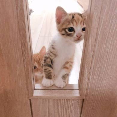 のぞきこむ 子猫