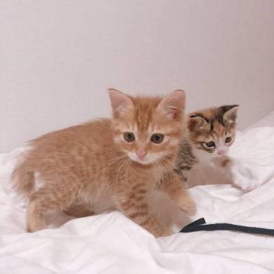 のぞきこむ 子猫