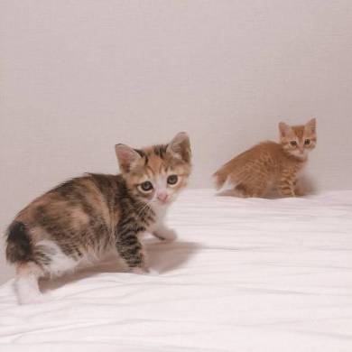 のぞきこむ 子猫