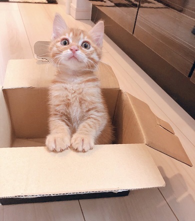 のぞきこむ 子猫