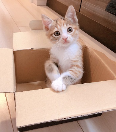 のぞきこむ 子猫