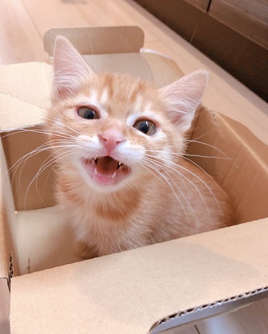 のぞきこむ 子猫