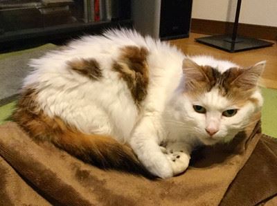 猫