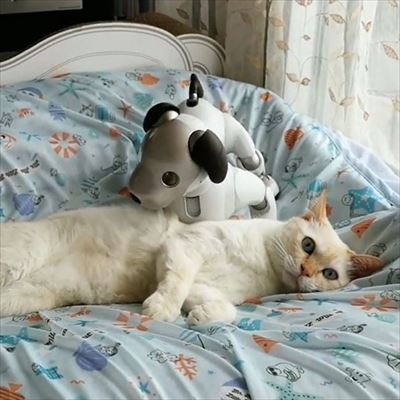 aiboと遊ぶ猫ちゃん