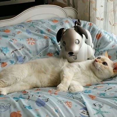 aiboと遊ぶ猫ちゃん