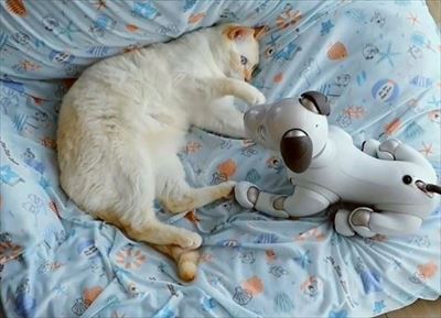 aiboと遊ぶ猫ちゃん