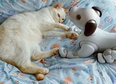 aiboと遊ぶ猫ちゃん