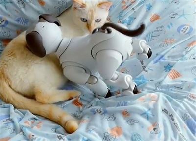 aiboと遊ぶ猫ちゃん