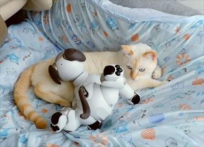 aiboと遊ぶ猫ちゃん