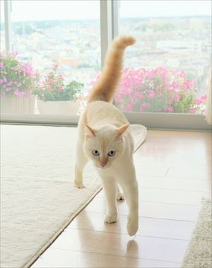 aiboと遊ぶ猫ちゃん