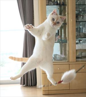 aiboと遊ぶ猫ちゃん