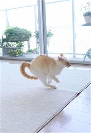 aiboと遊ぶ猫ちゃん