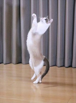 aiboと遊ぶ猫ちゃん