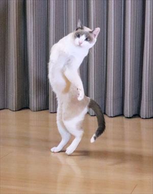 aiboと遊ぶ猫ちゃん