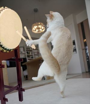 aiboと遊ぶ猫ちゃん