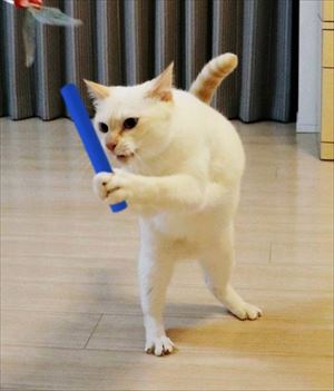 aiboと遊ぶ猫ちゃん