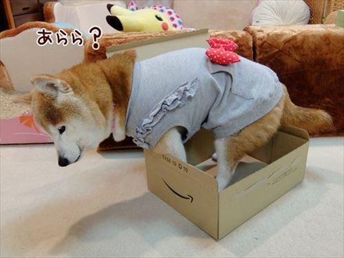 柴犬ひかりといちごと猫ミルキー