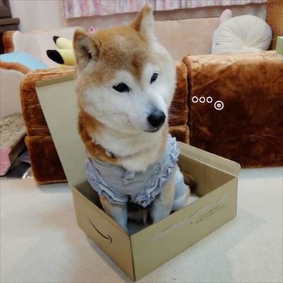 柴犬ひかりといちごと猫ミルキー