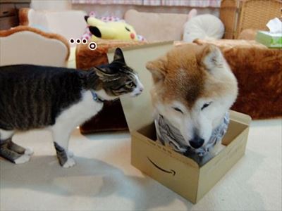 柴犬ひかりといちごと猫ミルキー