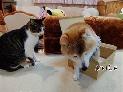 柴犬ひかりといちごと猫ミルキー